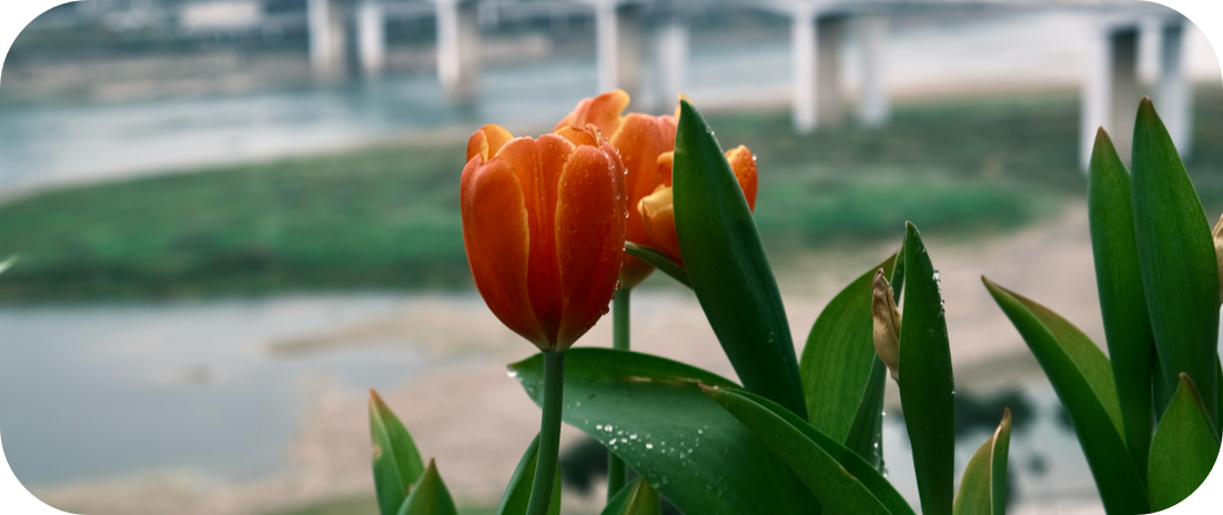 轻图在线图片处理工具 - 压缩、去背景、去水印、证件照